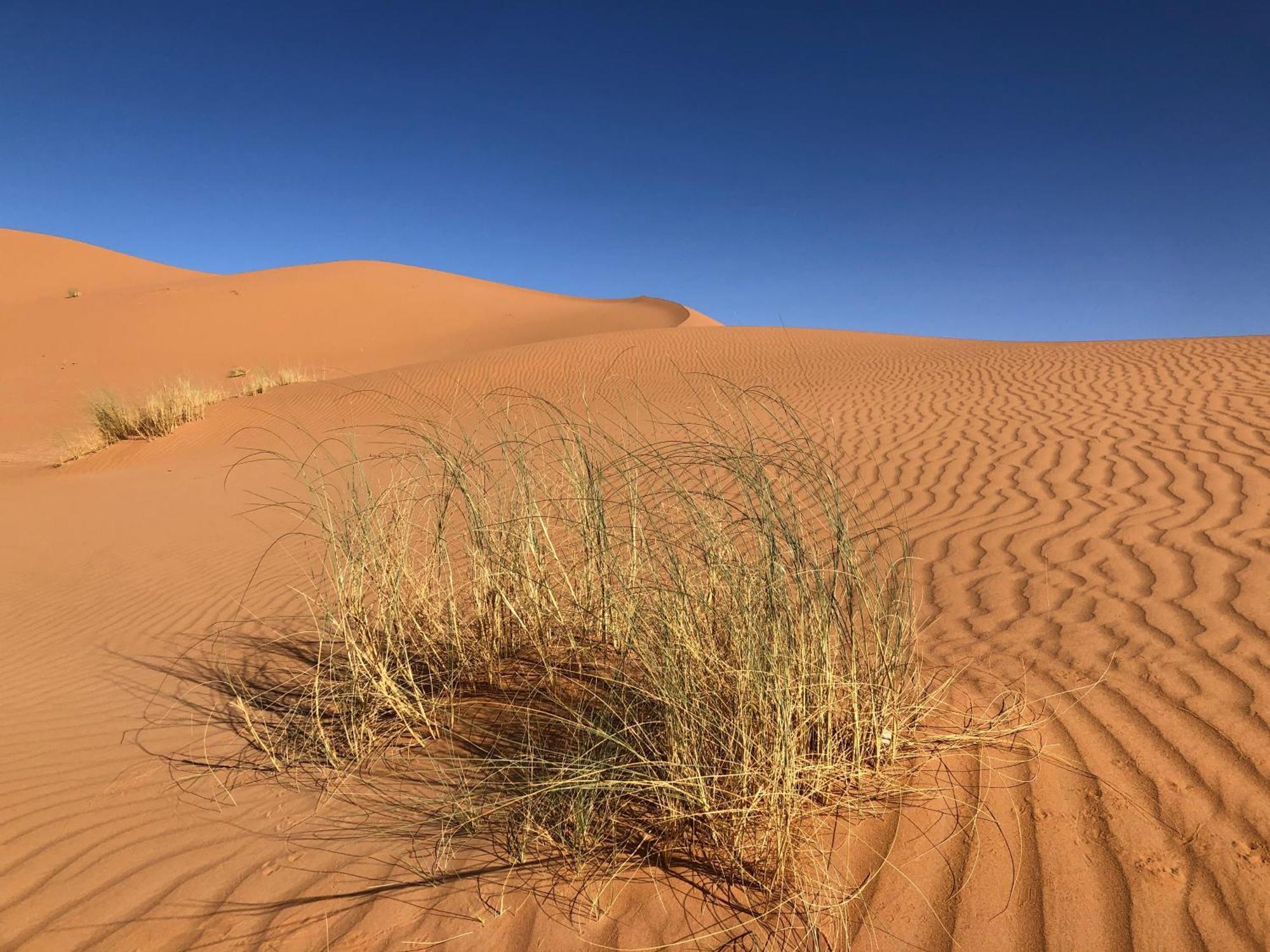Bivouac Le Petit Prince Merzouga Exteriér fotografie